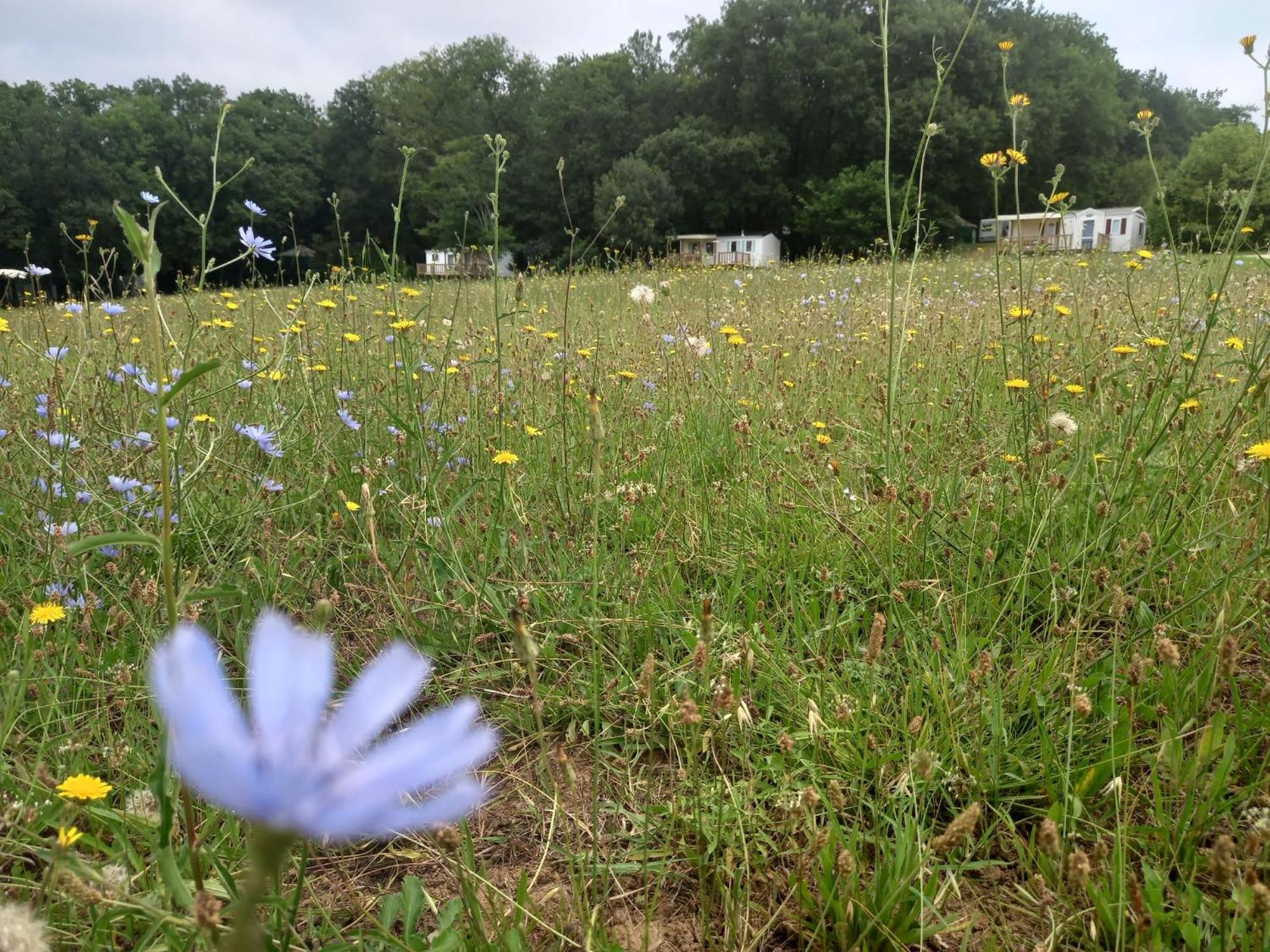Camping Nature Le Valenty Mobil-Home-Dordogne Panoramique Clim Piscine Soturac 外观 照片